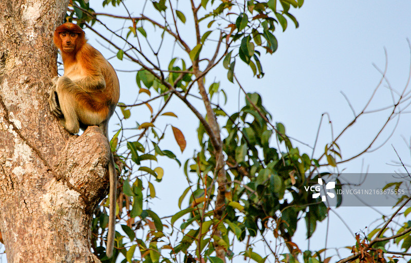印度尼西亚婆罗洲丹戎普丁国家公园野生长鼻猴图片素材