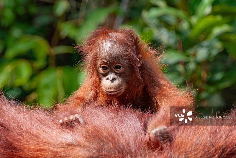 丹戎普丁国家公园的野生红毛猩猩母子图片素材