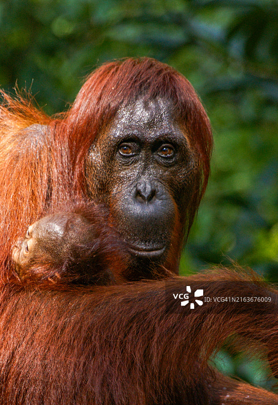 丹戎普丁国家公园的野生红毛猩猩母子图片素材