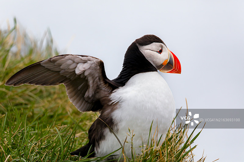 冰岛悬崖上展开翅膀的鲜艳海鹦图片素材