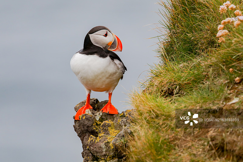 冰岛悬崖边上栖息着充满活力的大西洋海鹦图片素材
