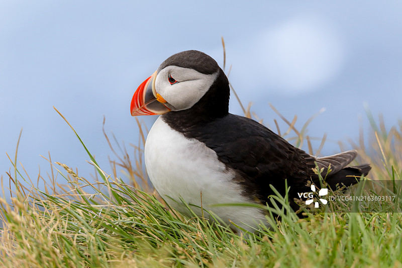 冰岛草丛中休息的大西洋海鹦图片素材