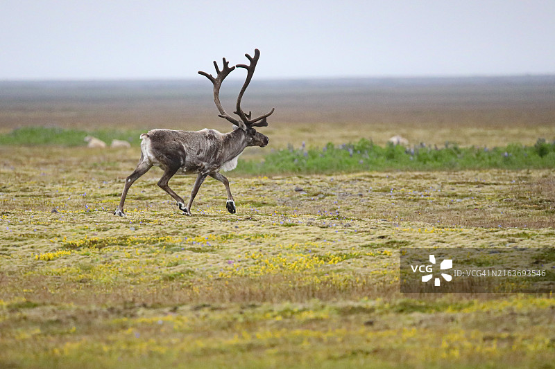 在冰岛1号公路苔藓平原上奔跑的野生驯鹿图片素材