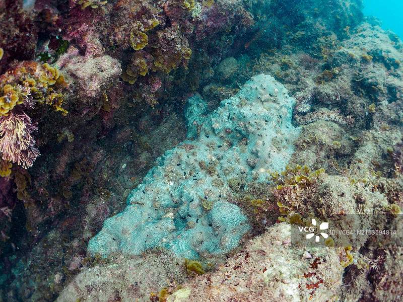 美丽的圣诞树虫（Spirobranchus giganteus）是珊瑚的寄生虫图片素材