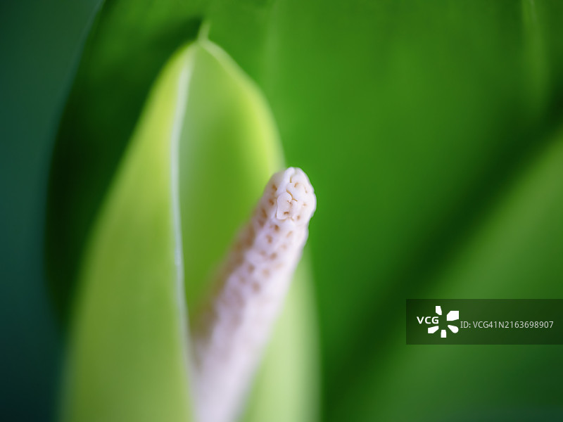 花叶万年青特写图片素材