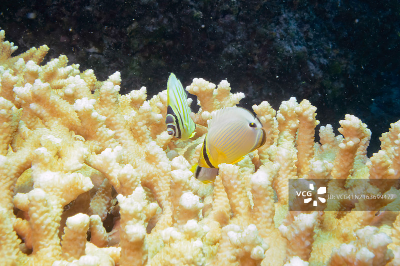 美丽的 ornate 蝴蝶鱼（Chaetodon ornatissimus）、 Oval 蝴蝶鱼（Chaetodon Lunulatus）、 Chevron 蝴蝶鱼（Chaetodon trifascialis）、侏儒光鳃鱼（Pycnochromis acares）、网纹海金鱼（Dascyllus reticulatus）等图片素材
