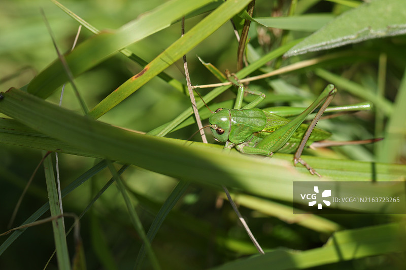 罕见的雌性疣蝗在朝南的白垩山坡的灌木丛中爬行图片素材