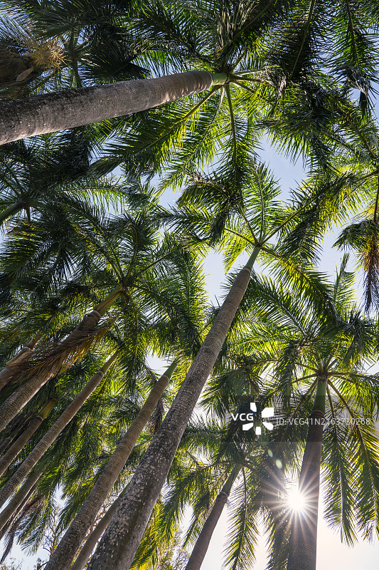阳光下的热带棕榈树图片素材