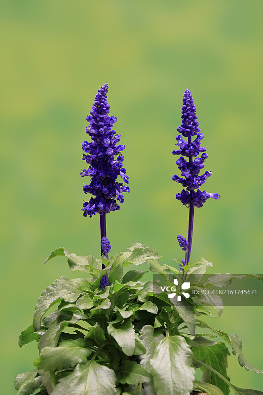 粉萼鼠尾草，开花，埃勒斯塔特，德国，欧洲图片素材