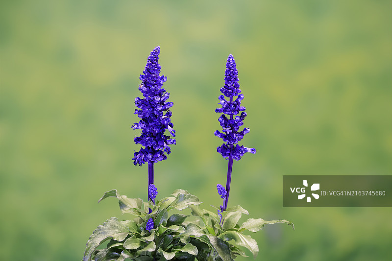 粉萼鼠尾草，开花，埃勒斯塔特，德国，欧洲图片素材