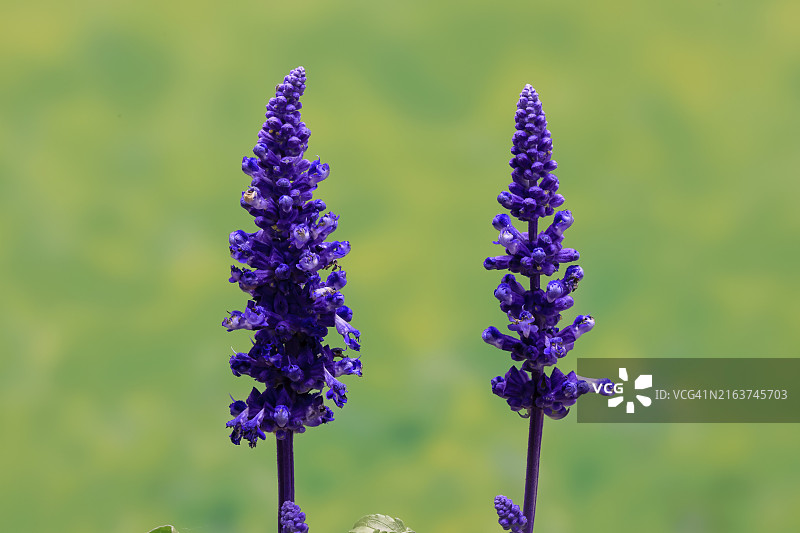 粉萼鼠尾草，开花，埃勒斯塔特，德国，欧洲图片素材