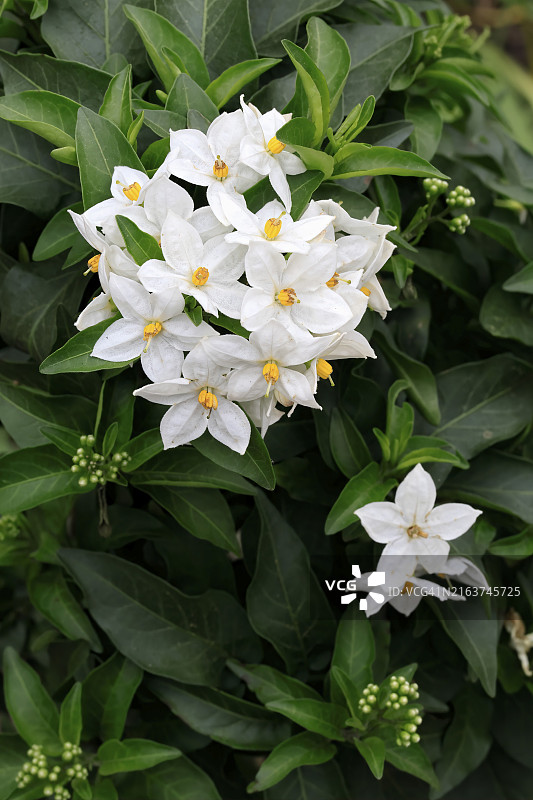 茄属植物，埃勒斯塔特，德国，欧洲图片素材