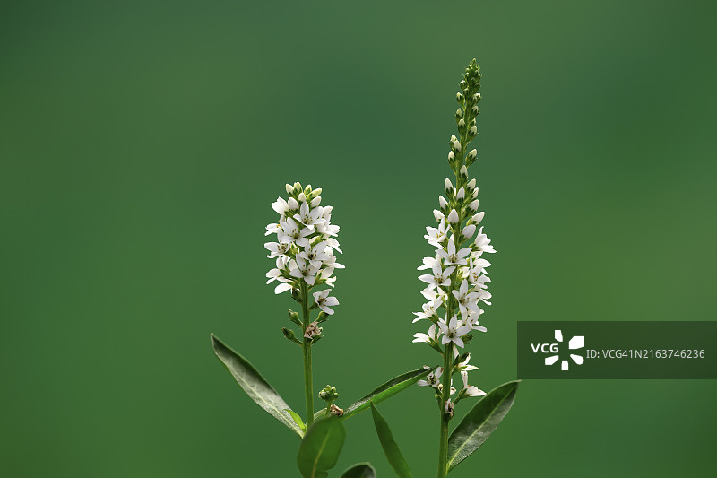 穗花婆婆纳（德国，欧洲）图片素材
