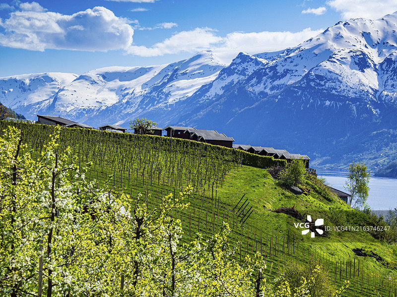 挪威哈当厄尔峡湾雪山景观图片素材