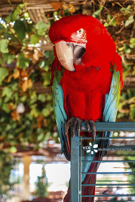 马略卡岛的红色鹦鹉图片素材