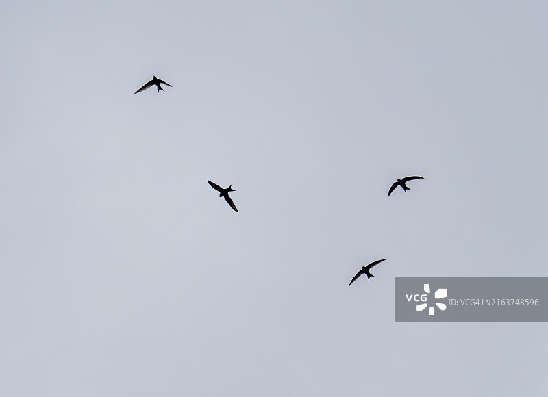 飞越英国湖区安布尔赛德的普通雨燕图片素材