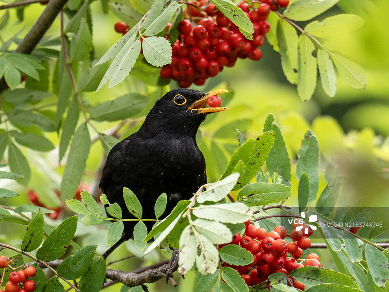 一只雄性乌鸫在英国兰开夏普雷斯顿的布罗克霍尔斯自然保护区吃花楸浆果图片素材