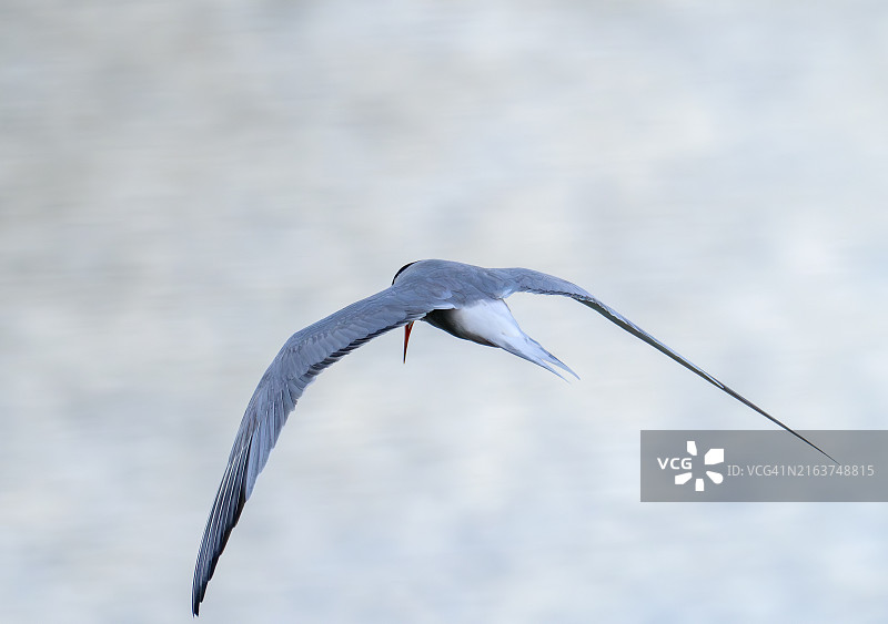英国兰开夏郡普雷斯顿码头的普通燕鸥 Sterna hirundo图片素材