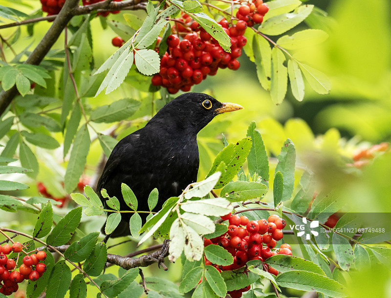 一只雄性乌鸫在英国兰开夏普雷斯顿的布罗克霍尔斯自然保护区吃花楸浆果图片素材