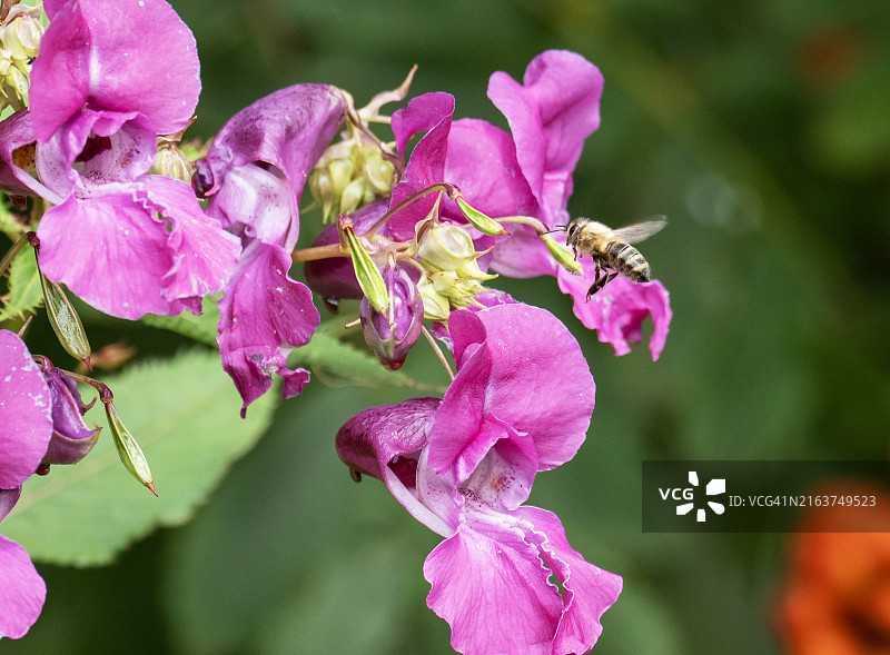 蜜蜂在英国兰开夏郡普雷斯顿的布罗克霍尔斯自然保护区里布尔河岸边，为喜马拉雅凤仙花授粉图片素材