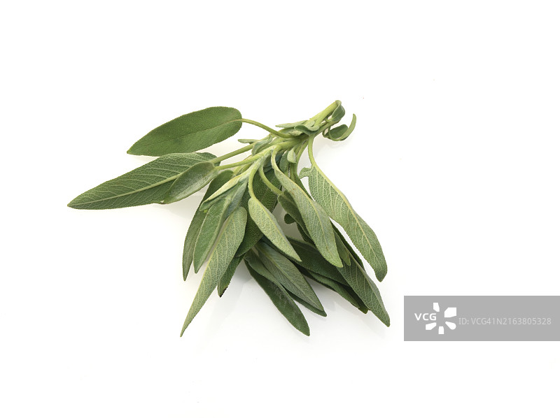 鼠尾草叶子图片素材