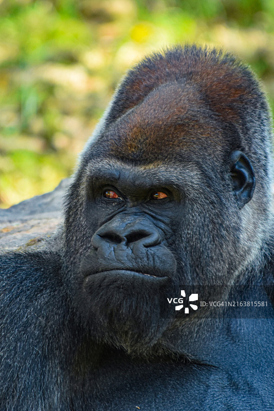 看向远方的西部低地大猩猩特写，美国堪萨斯州堪萨斯城图片素材