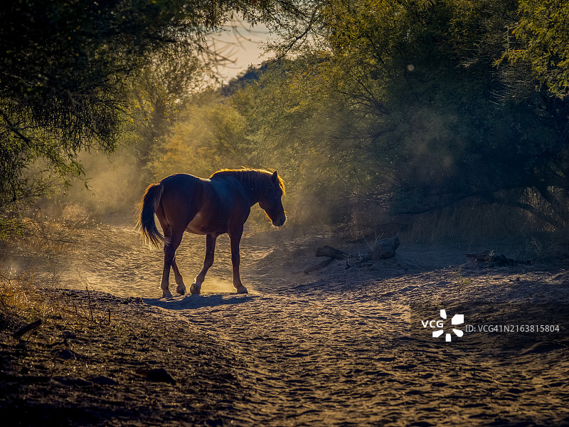 美国亚利桑那州森林中的一匹野马剪影图片素材