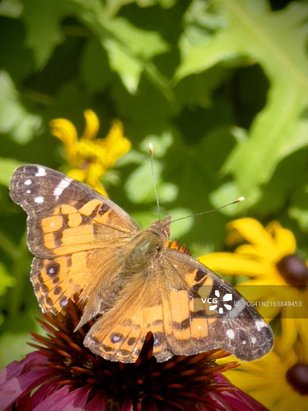 美洲 Lady 彩蝶特写图片素材
