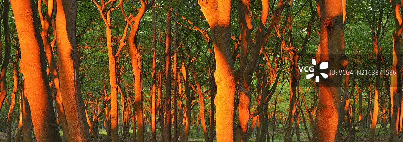 日落时分的沿海山毛榉森林，德国西波美拉尼亚达尔斯西海滩图片素材