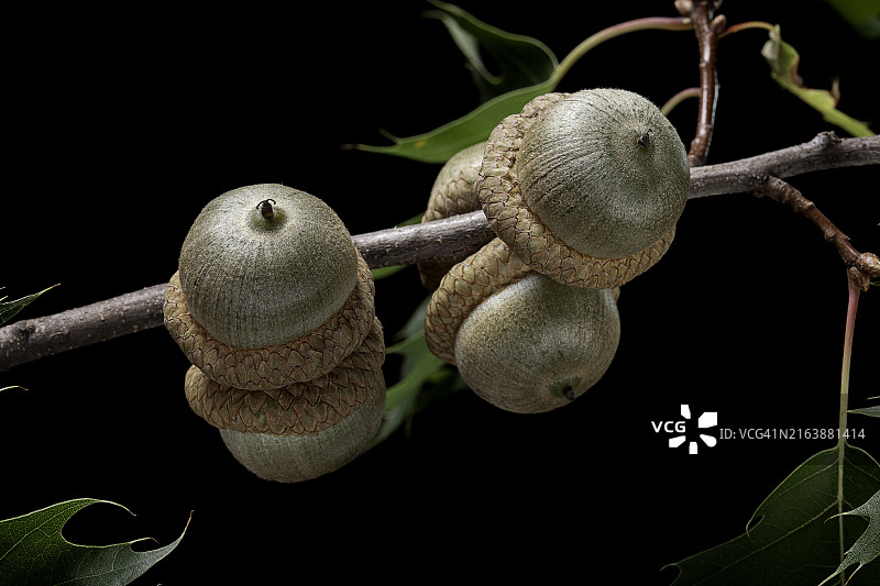 红栎的果实或橡子图片素材