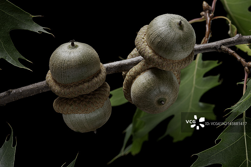 红栎的果实或橡子图片素材