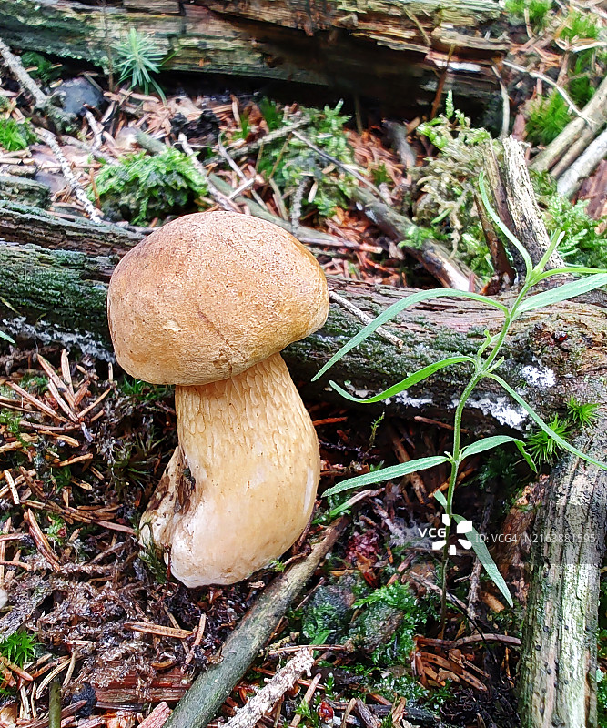 苦味牛肝菌图片素材