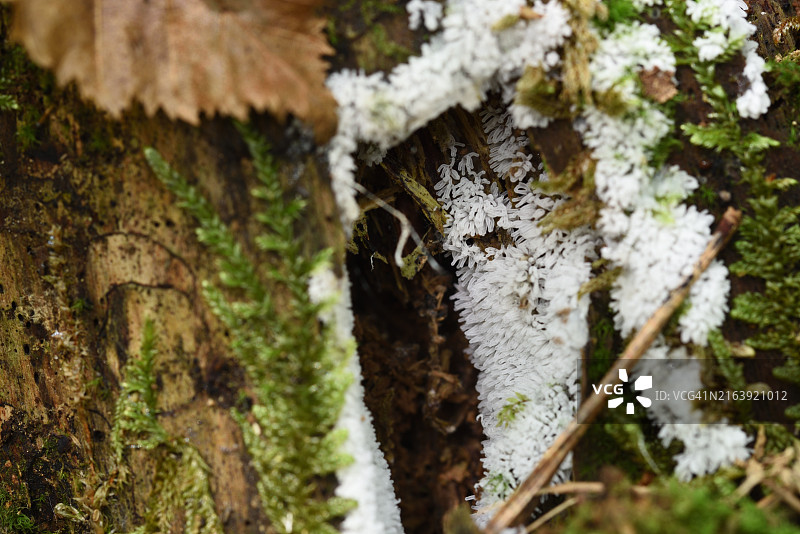 枯木上的蘑菇图片素材