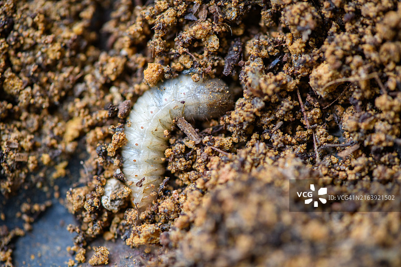 蛴螬幼虫图片素材