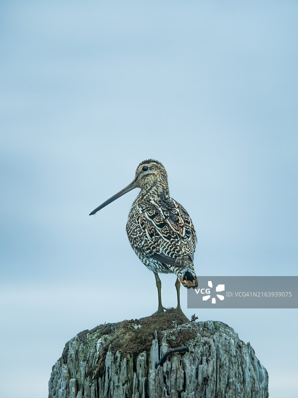 黑马岛西人群岛上，一只普通扇尾沙锥栖息在岩石上向四周张望的远景特写，南冰岛图片素材