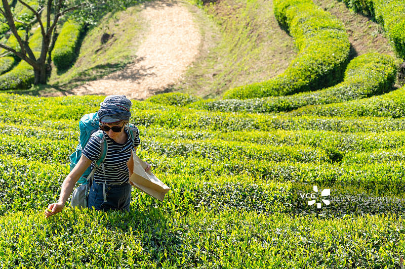 女人在韩国的绿茶种植园里采摘茶叶图片素材