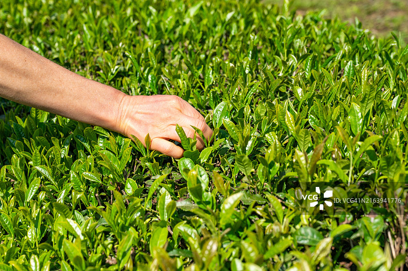 女人在韩国的绿茶种植园里采摘茶叶图片素材