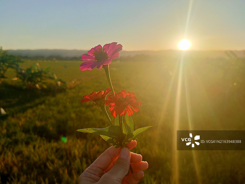 手持鲜花欣赏美丽景色图片素材