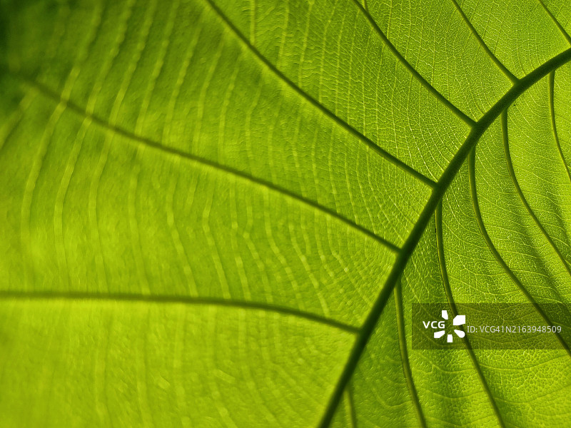 柚木叶图案特写图片素材