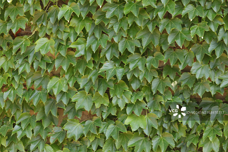 茂密植被的墙壁，波士顿常春藤图片素材