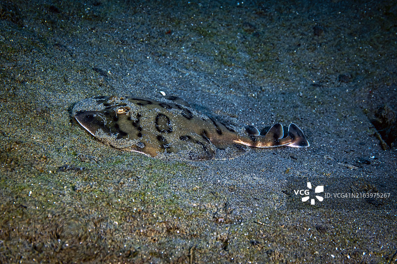 小电鳐图片素材