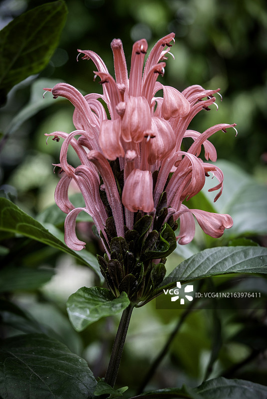 红花玉蕊图片素材