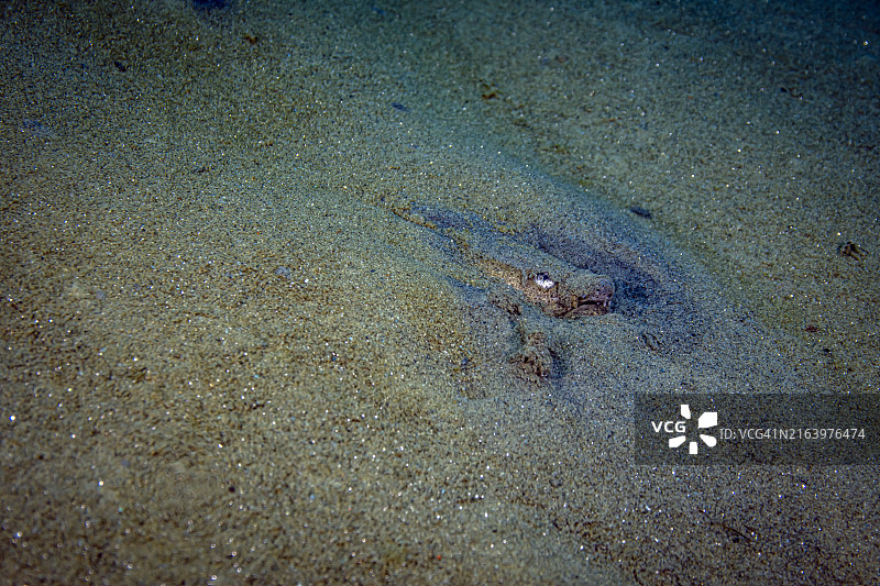 斑点蛇鳗图片素材
