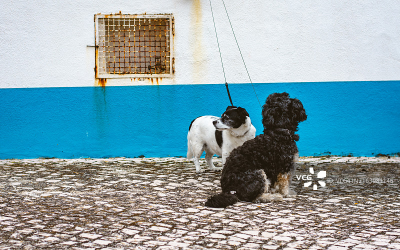 埃里塞拉街头的狗图片素材