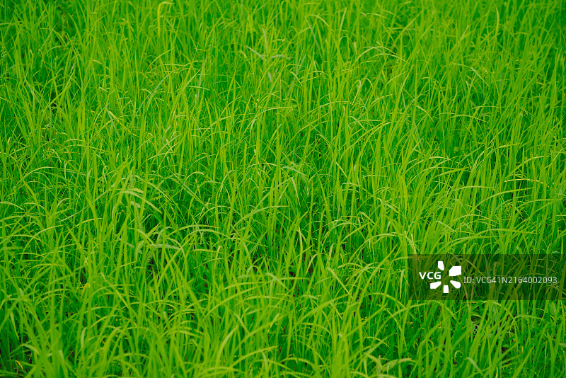 泰国稻田里的绿色水稻图片素材