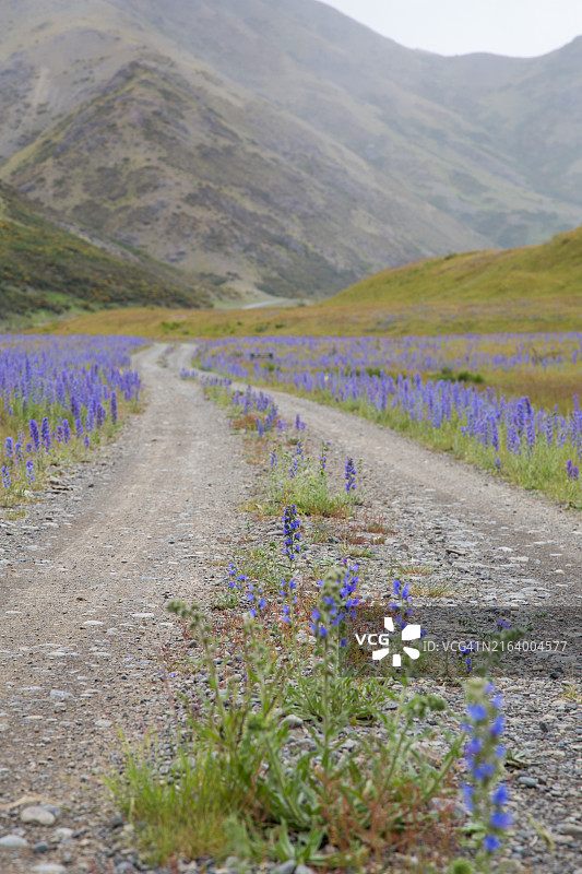 阴天时通往坎特伯雷山脉的土路，路边有蓝蓟图片素材