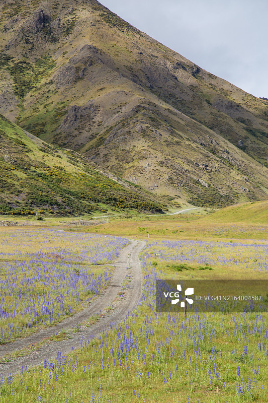 阴天时通往坎特伯雷山脉的土路，路边有蓝蓟图片素材