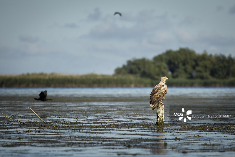 野生白尾海雕。图片素材