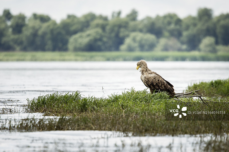 野生白尾海雕。图片素材