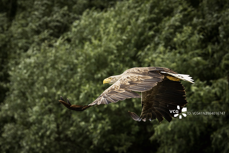 野生白尾海雕。图片素材